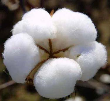 Anysew.vn_Mậu dịch bông giảm 12% trong vụ 2013/2014
